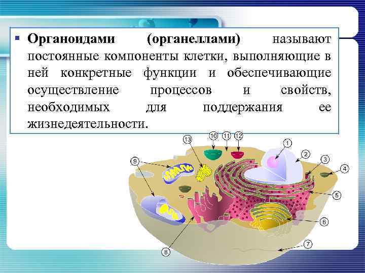 § Органоидами (органеллами) называют постоянные компоненты клетки, выполняющие в ней конкретные функции и обеспечивающие