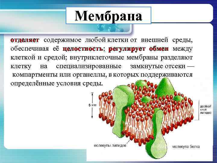 Друзья в клетках. Мембрана клетки в клетке. Компоненты мембраны клетки. Наружная клеточная мембрана обеспечивает. Целостность клетки.