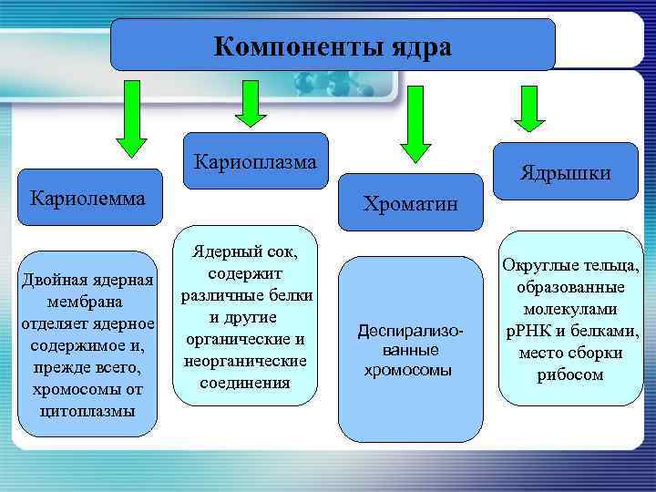 Компоненты ядра Кариоплазма Кариолемма Двойная ядерная мембрана отделяет ядерное содержимое и, прежде всего, хромосомы