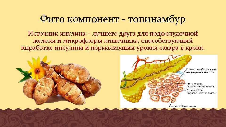 Фито компонент - топинамбур Источник инулина – лучшего друга для поджелудочной железы и микрофлоры