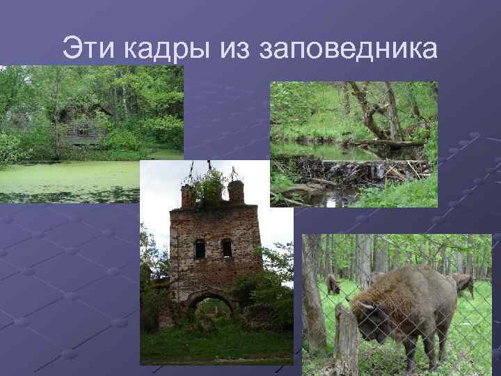 Эти кадры из заповедника 