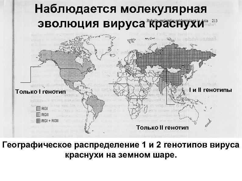 Наблюдается молекулярная эволюция вируса краснухи I и II генотипы Только I генотип Только II