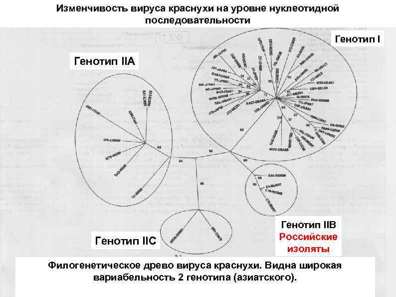 Изменчивость вируса краснухи на уровне нуклеотидной последовательности Генотип IIA Генотип IIC Генотип IIB Российские