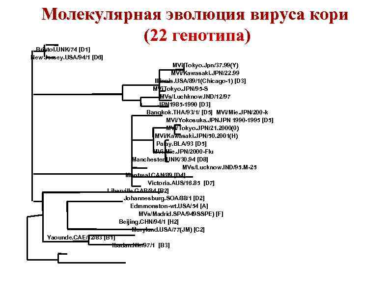 Молекулярная эволюция вируса кори (22 генотипа) Bristol. UNK/74 [D 1] New Jersey. USA/94/1 [D