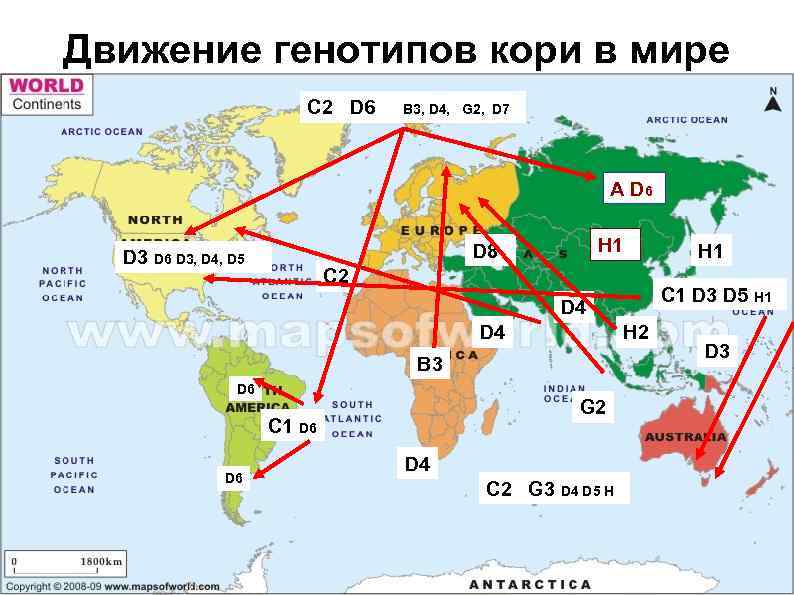 Движение генотипов кори в мире C 2 D 6 B 3, D 4, G