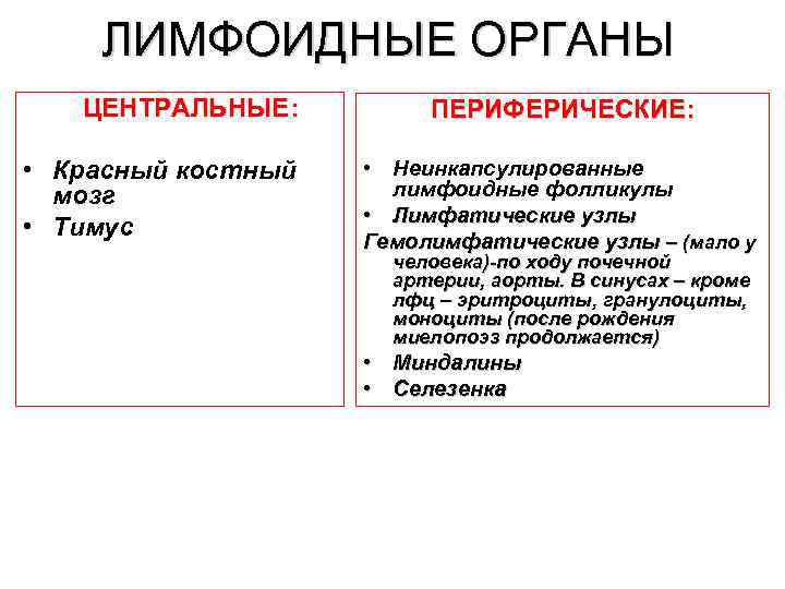 ЛИМФОИДНЫЕ ОРГАНЫ ЦЕНТРАЛЬНЫЕ: • Красный костный мозг • Тимус ПЕРИФЕРИЧЕСКИЕ: • Неинкапсулированные лимфоидные фолликулы