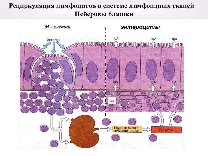 Рециркуляция лимфоцитов в системе лимфоидных тканей – Пейеровы бляшки М - клетки энтероциты 