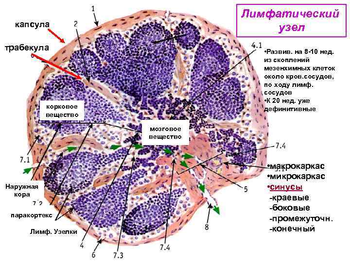Лимфатический узел капсула трабекула • Развив. на 8 -10 нед. из скоплений мезенхимных клеток