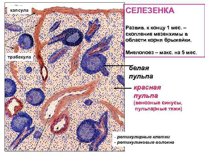 капсула СЕЛЕЗЕНКА Развив. к концу 1 мес. – скопление мезенхимы в области корня брыжейки.