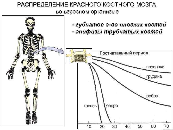 РАСПРЕДЕЛЕНИЕ КРАСНОГО КОСТНОГО МОЗГА во взрослом организме - губчатое в-во плоских костей - эпифизы