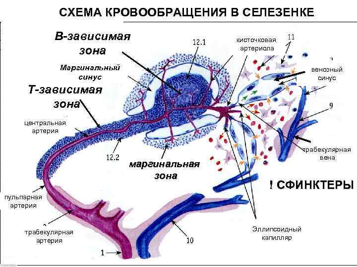 СХЕМА КРОВООБРАЩЕНИЯ В СЕЛЕЗЕНКЕ В-зависимая зона кисточковая артериола Маргинальный синус венозный синус Т-зависимая зона