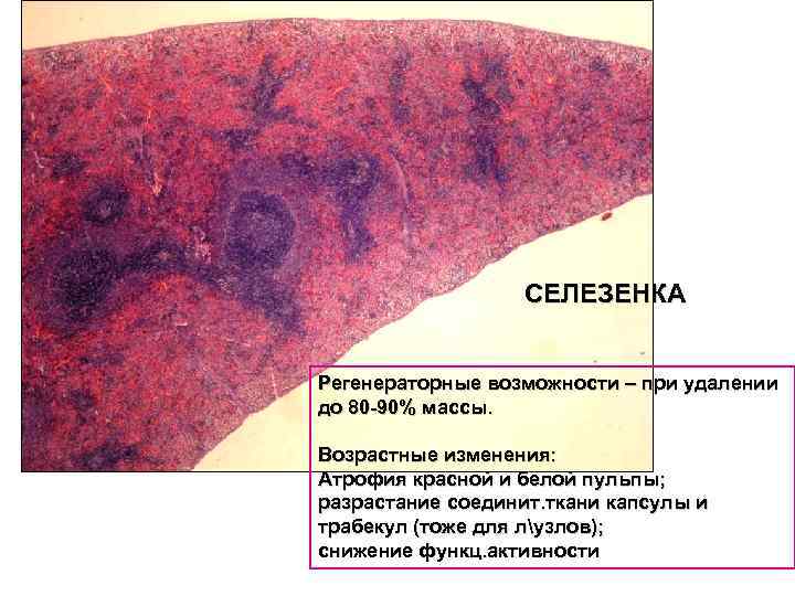 СЕЛЕЗЕНКА Регенераторные возможности – при удалении до 80 -90% массы. Возрастные изменения: Атрофия красной