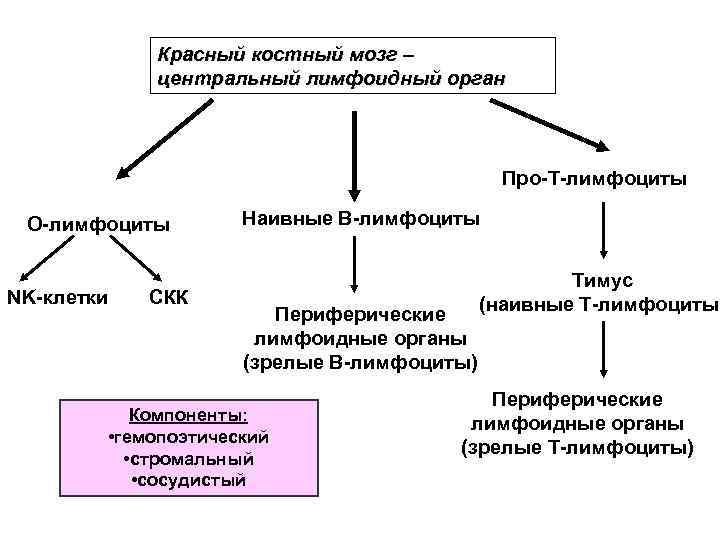 Красный костный мозг – центральный лимфоидный орган Про-Т-лимфоциты О-лимфоциты NK-клетки СКК Наивные В-лимфоциты Периферические