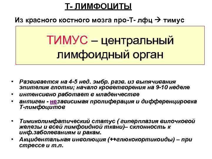 Т- ЛИМФОЦИТЫ Из красного костного мозга про-Т- лфц тимус ТИМУС – центральный лимфоидный орган