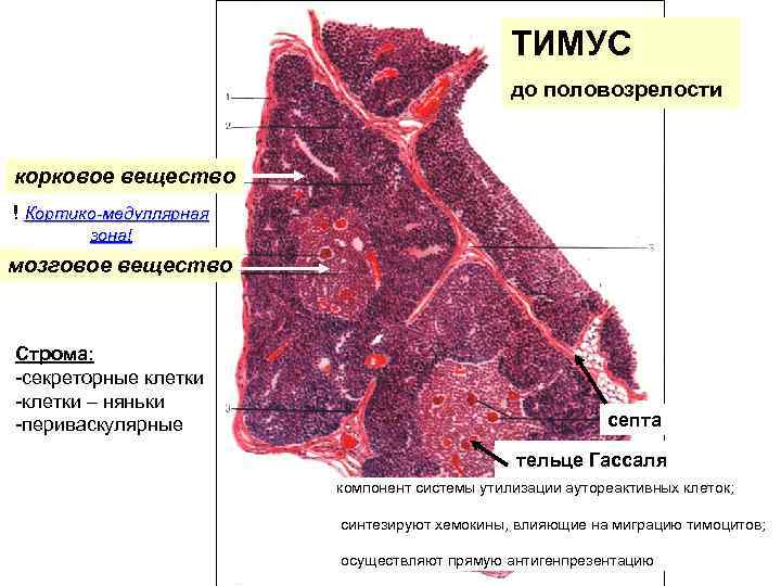 ТИМУС до половозрелости корковое вещество ! Кортико-медуллярная зона! мозговое вещество Строма: -секреторные клетки -клетки