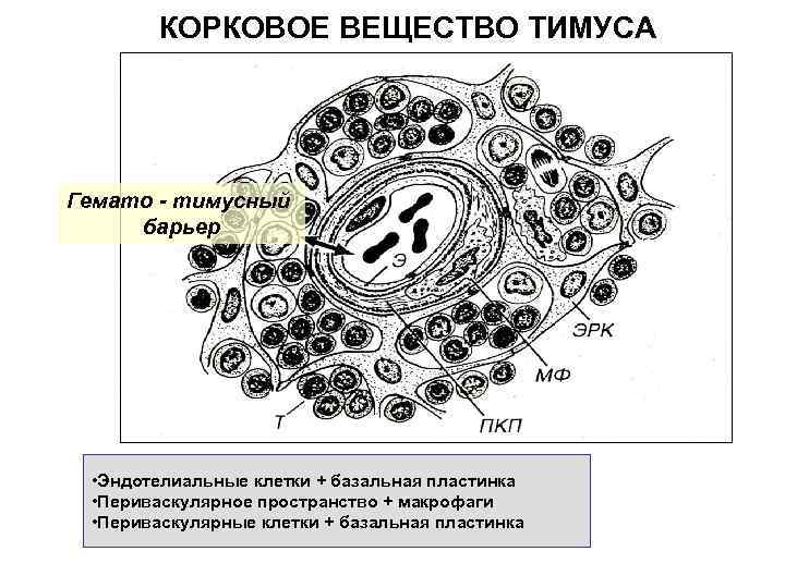 КОРКОВОЕ ВЕЩЕСТВО ТИМУСА Гемато - тимусный барьер • Эндотелиальные клетки + базальная пластинка •