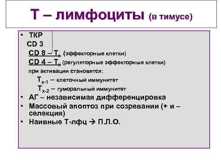 Т – лимфоциты (в тимусе) • ТКР СD 3 СD 8 – Тк (эффекторные