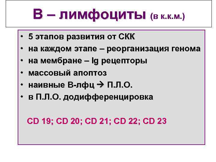 В – лимфоциты (в к. к. м. ) • • • 5 этапов развития