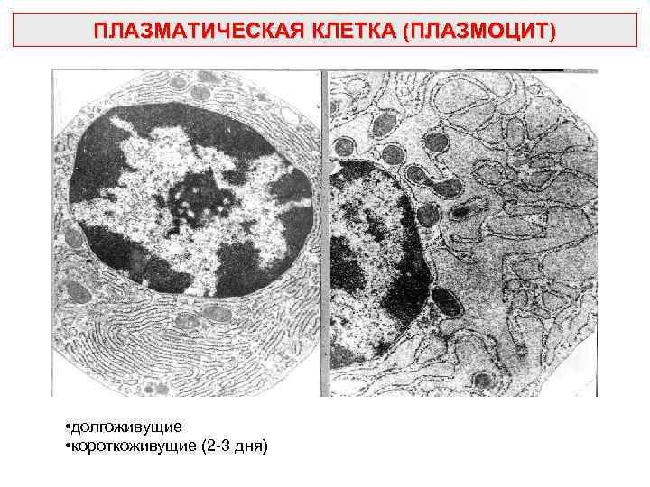 ПЛАЗМАТИЧЕСКАЯ КЛЕТКА (ПЛАЗМОЦИТ) • долгоживущие • короткоживущие (2 -3 дня) 