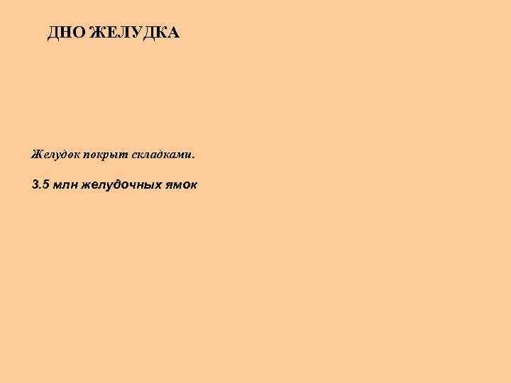 ДНО ЖЕЛУДКА Желудок покрыт складками. 3. 5 млн желудочных ямок 