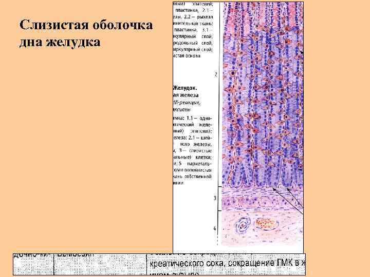 Слизистая оболочка дна желудка 