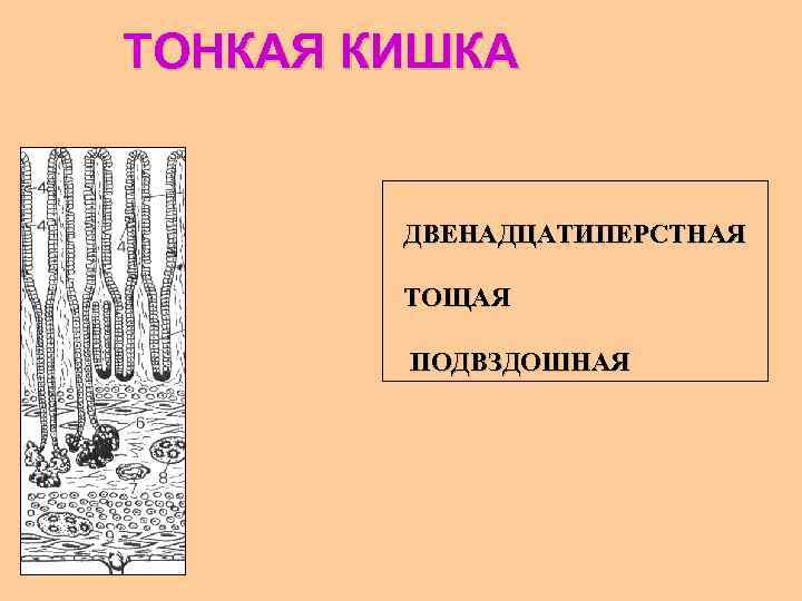 ТОНКАЯ КИШКА ДВЕНАДЦАТИПЕРСТНАЯ ТОЩАЯ ПОДВЗДОШНАЯ 