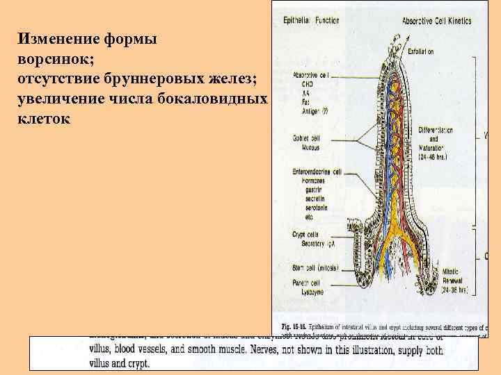 Общий план строения пищеварительной трубки гистология