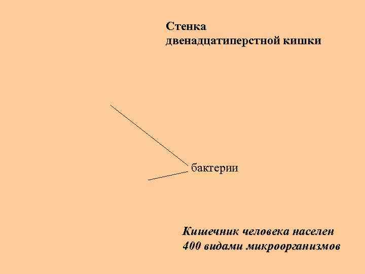 Стенка двенадцатиперстной кишки бактерии Кишечник человека населен 400 видами микроорганизмов 