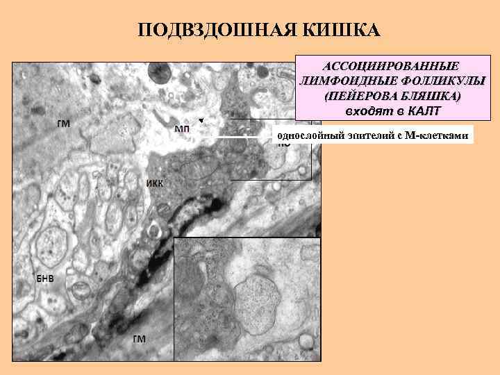 ПОДВЗДОШНАЯ КИШКА АССОЦИИРОВАННЫЕ ЛИМФОИДНЫЕ ФОЛЛИКУЛЫ (ПЕЙЕРОВА БЛЯШКА) входят в КАЛТ однослойный эпителий с М-клетками
