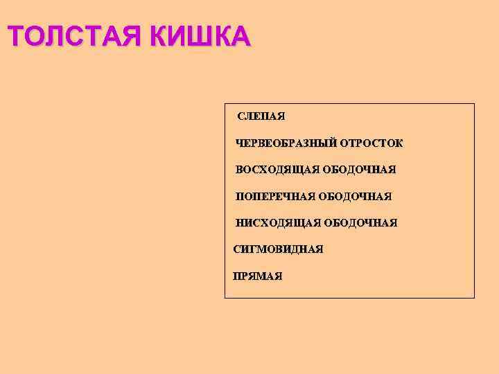 ТОЛСТАЯ КИШКА СЛЕПАЯ ЧЕРВЕОБРАЗНЫЙ ОТРОСТОК ВОСХОДЯЩАЯ ОБОДОЧНАЯ ПОПЕРЕЧНАЯ ОБОДОЧНАЯ НИСХОДЯЩАЯ ОБОДОЧНАЯ СИГМОВИДНАЯ ПРЯМАЯ 