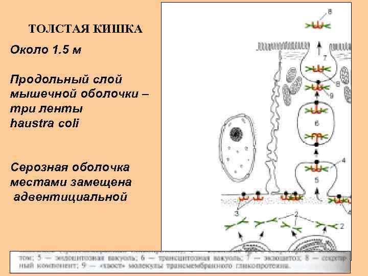 ТОЛСТАЯ КИШКА Около 1. 5 м Продольный слой мышечной оболочки – три ленты haustra