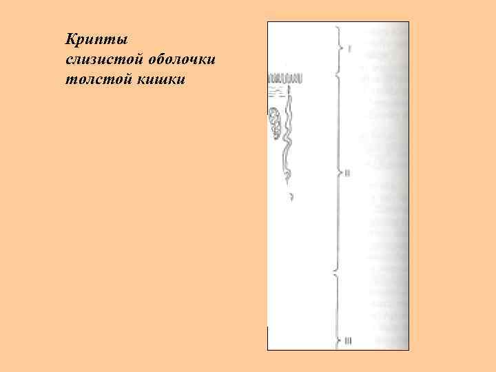 Крипты слизистой оболочки толстой кишки 