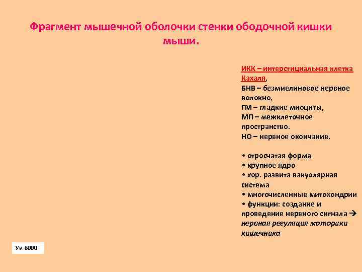 Фрагмент мышечной оболочки стенки ободочной кишки мыши. ИКК – интерстициальная клетка Кахаля, БНВ –
