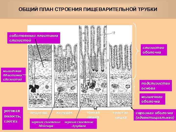 Общий план строения стенки пищеварительной трубки гистология