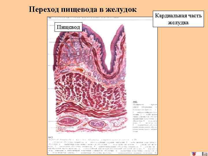 Оболочки стенки пищевода