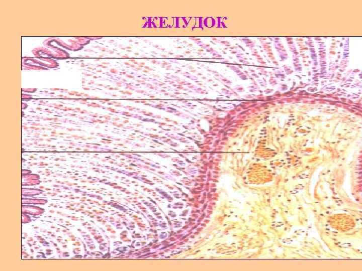 ЖЕЛУДОК 