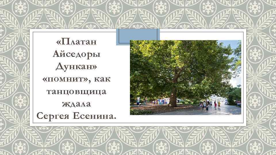  «Платан Айседоры Дункан» «помнит» , как танцовщица ждала Сергея Есенина. 