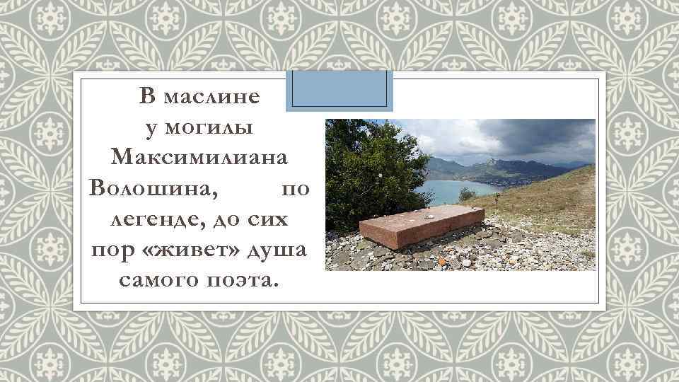 В маслине у могилы Максимилиана Волошина, по легенде, до сих пор «живет» душа самого