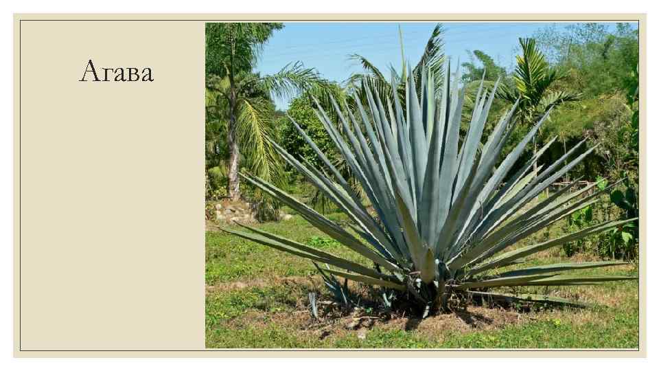 Агава 