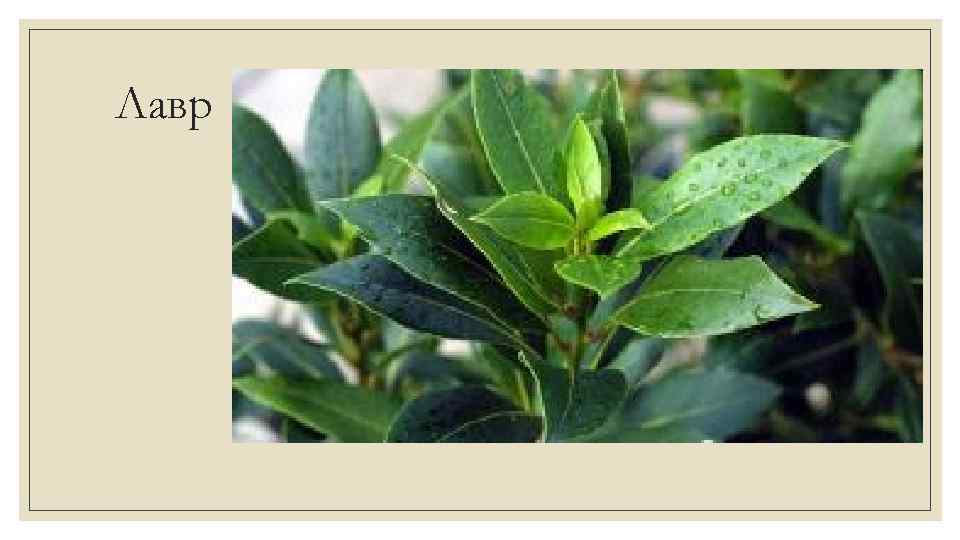 Лавр 