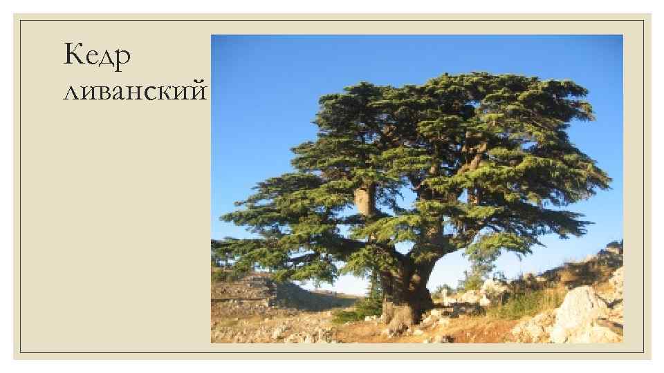 Кедр ливанский 