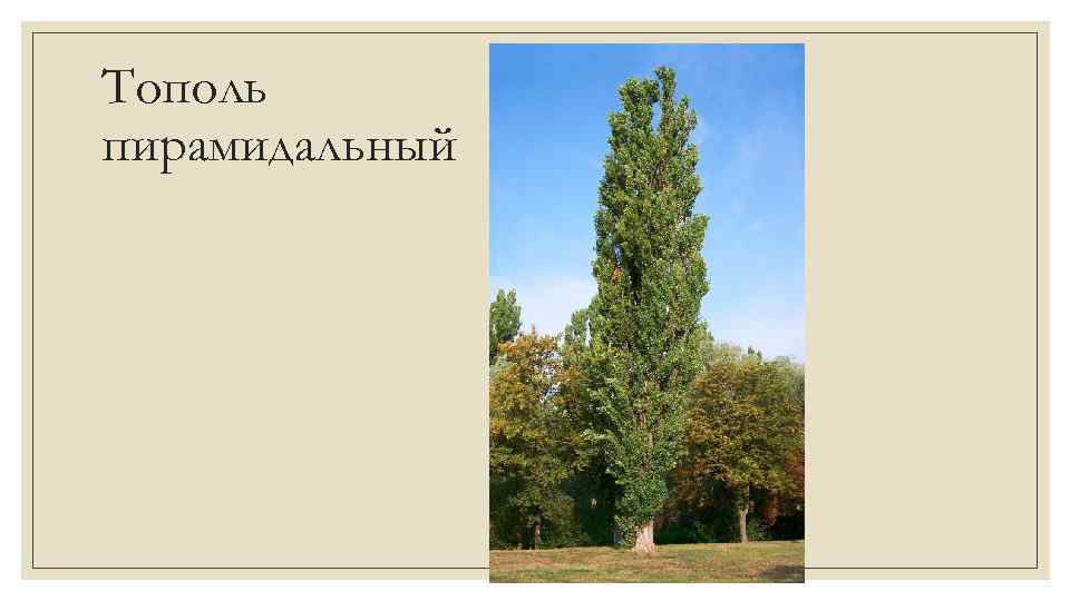 Тополь пирамидальный 