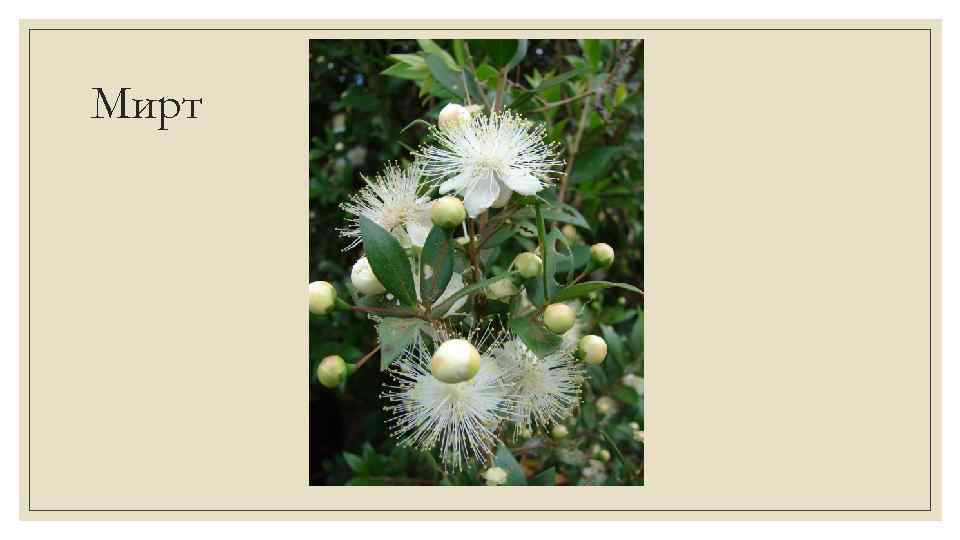 Мирт 