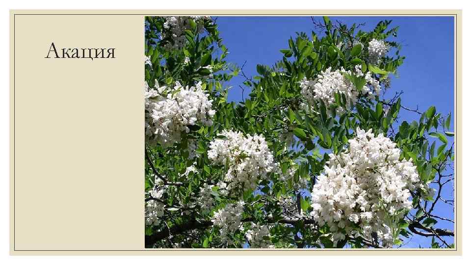 Акация 