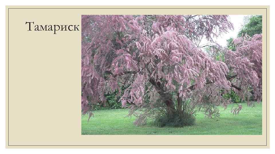 Тамариск 
