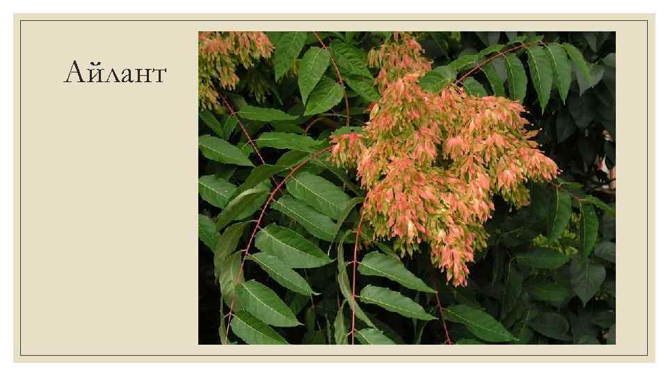 Айлант 
