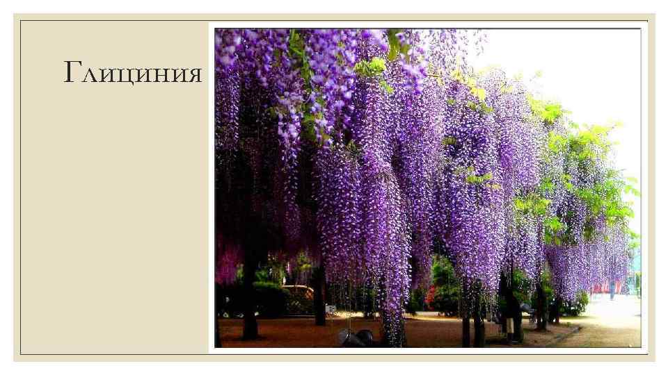 Глициния 