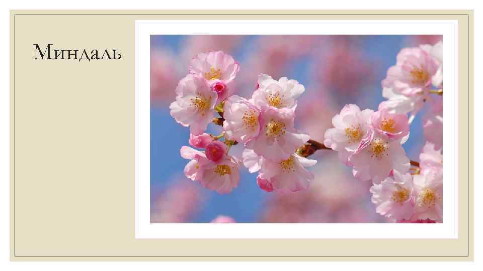 Миндаль 