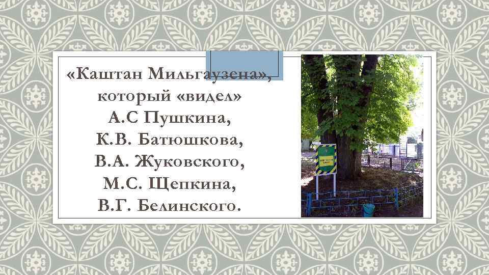  «Каштан Мильгаузена» , который «видел» А. С Пушкина, К. В. Батюшкова, В. А.