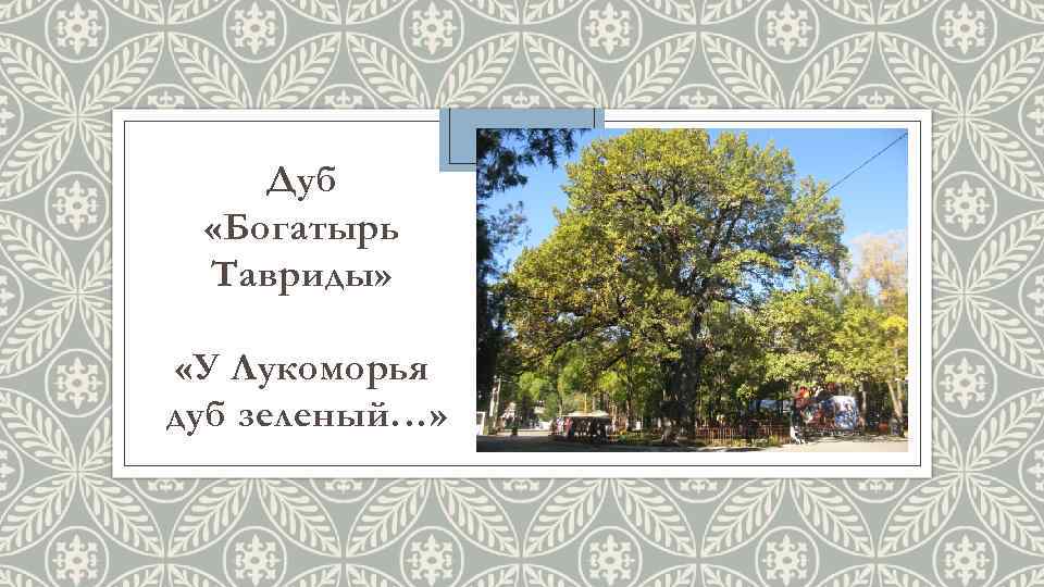 Дуб «Богатырь Тавриды» «У Лукоморья дуб зеленый…» 